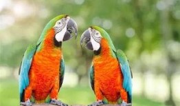 搞笑鹦鹉爆料视频下载免费,视频下载免费，笑料横飞揭秘幕后！